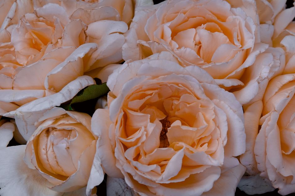 Le langage des fleurs : les grands classiques à connaître