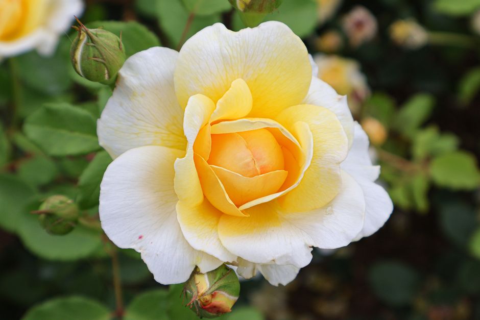 Le langage des fleurs : les grands classiques à connaître