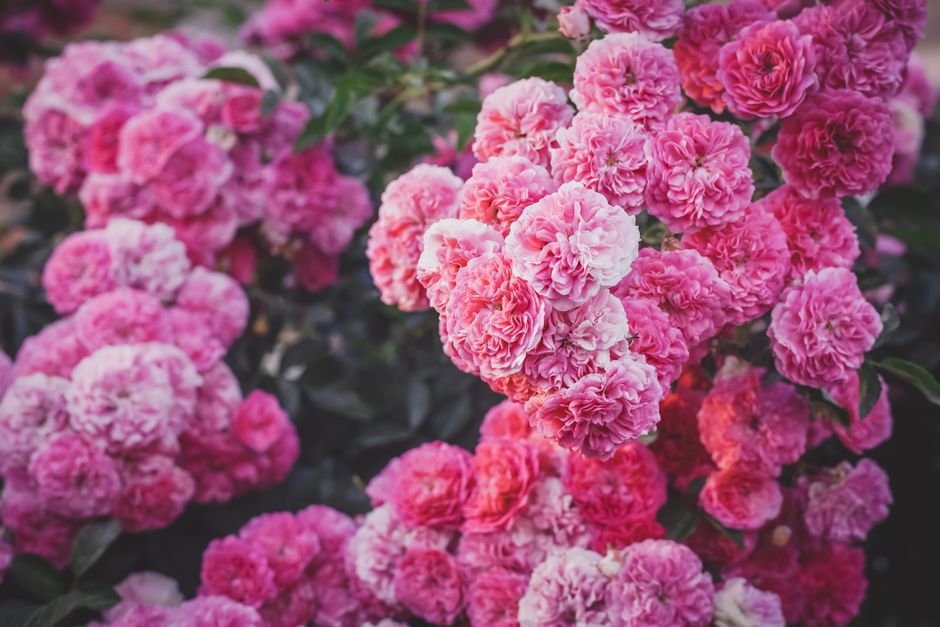 Comment choisir des fleurs selon la symbolique des couleurs