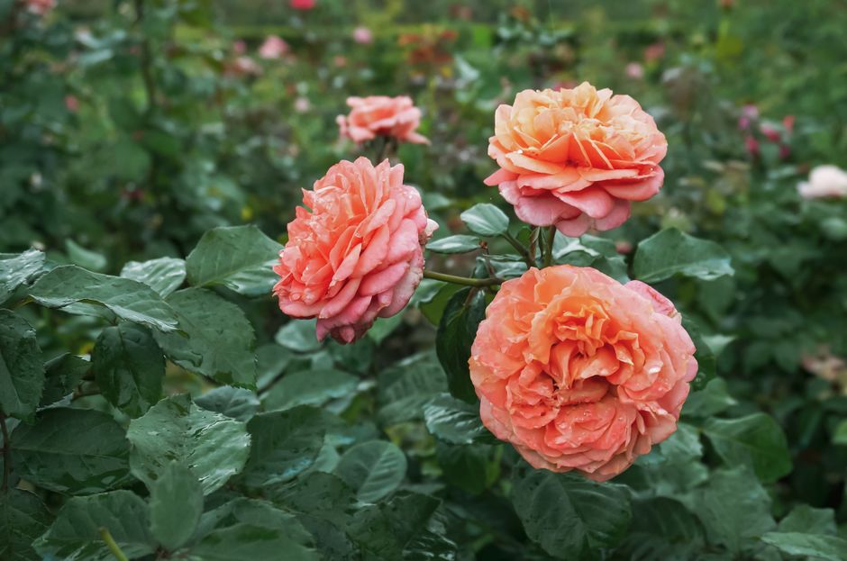 Comment choisir des fleurs selon la symbolique des couleurs